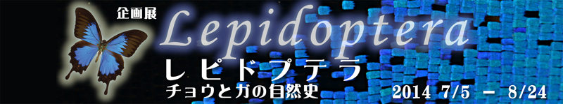 イラスト：レピドプテラ チョウとガの自然史 タイトル画像