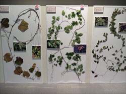 写真：展示の様子 素材となる植物 ツル