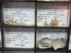 写真：砂の中から化石をさがそう 展示の様子2