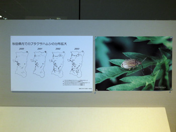 写真：秋田の昆虫のいま 展示の様子2
