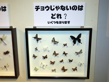 写真：昆虫クイズ 展示の様子3