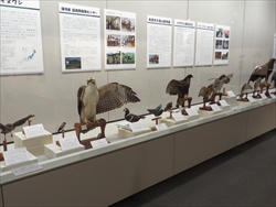 写真：展示の様子 鳥海山で見られる鳥たち