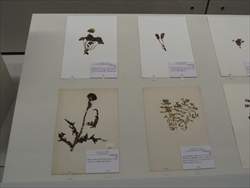 写真：展示の様子 鳥海山で見られる特徴的な植物