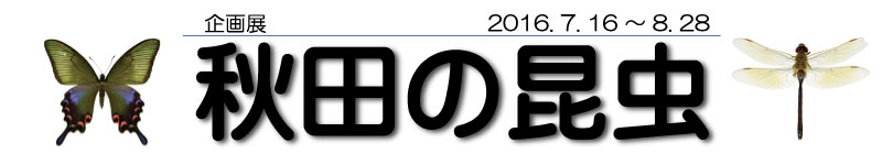 イラスト：秋田の昆虫 タイトル画像