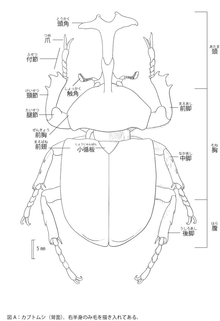 イラスト：カブトムシ 背面