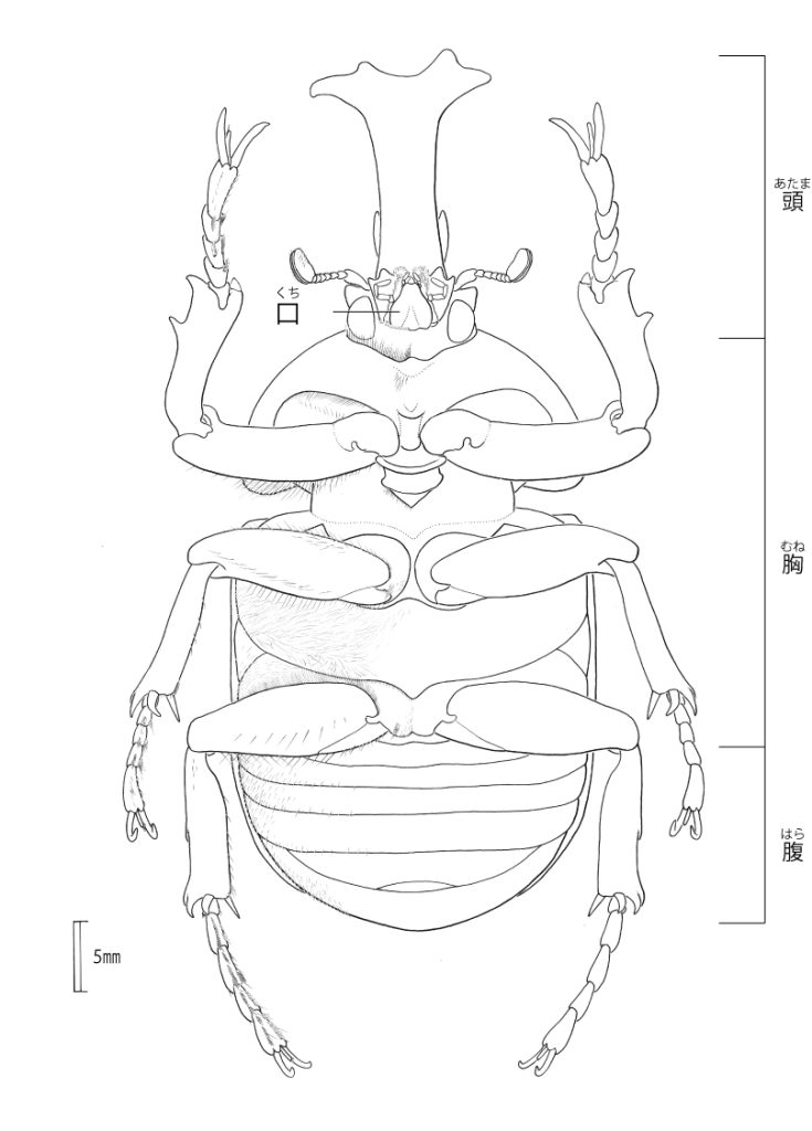 イラスト：カブトムシ 腹面