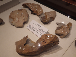 写真：日本初の発見 珪質頁岩の採掘遺跡 展示の様子2