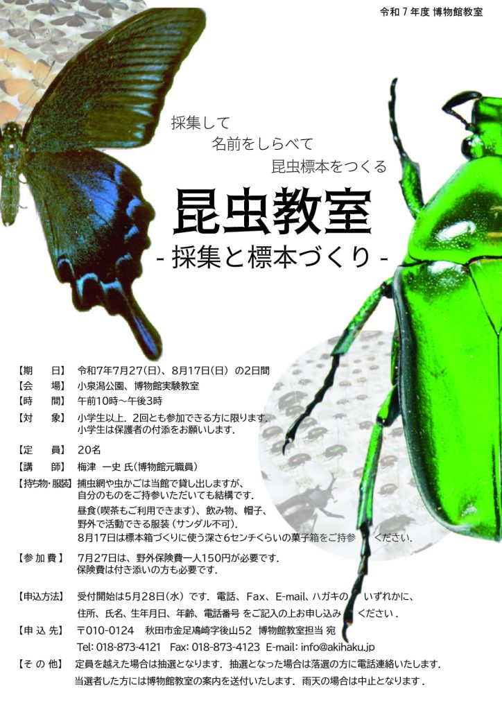 イラスト:2025年度博物館教室:昆虫教室