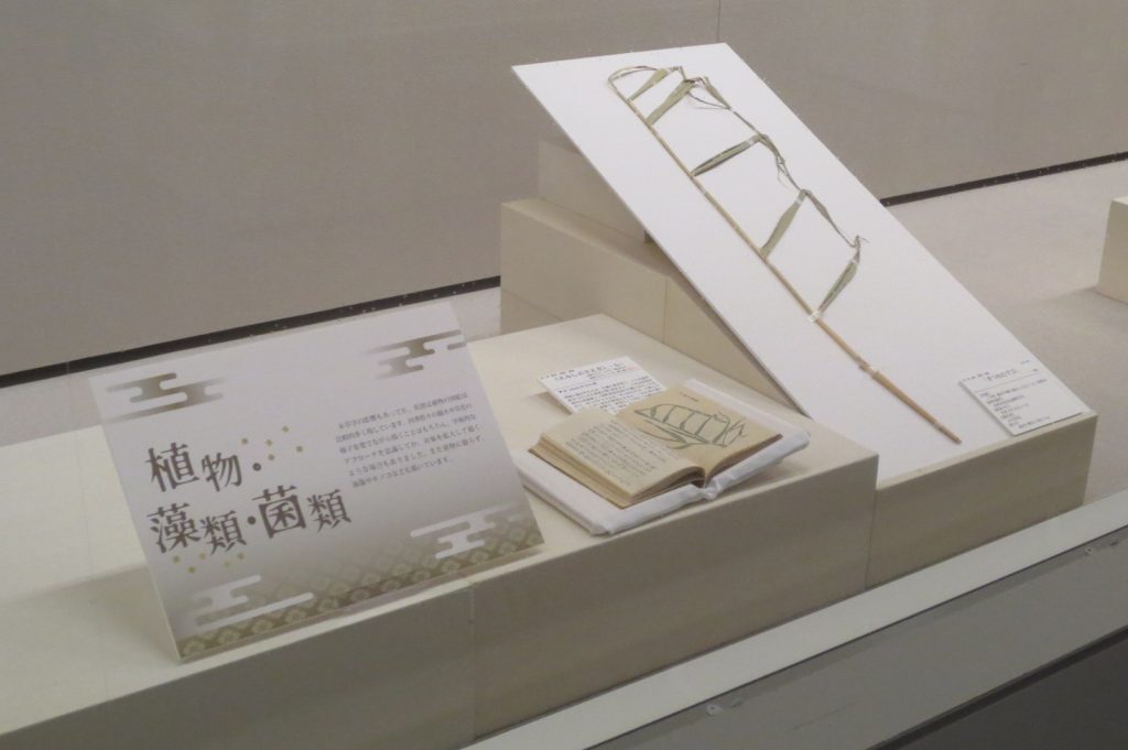 写真：展示風景　企画展　かくえがく　菅江真澄遺墨資料展