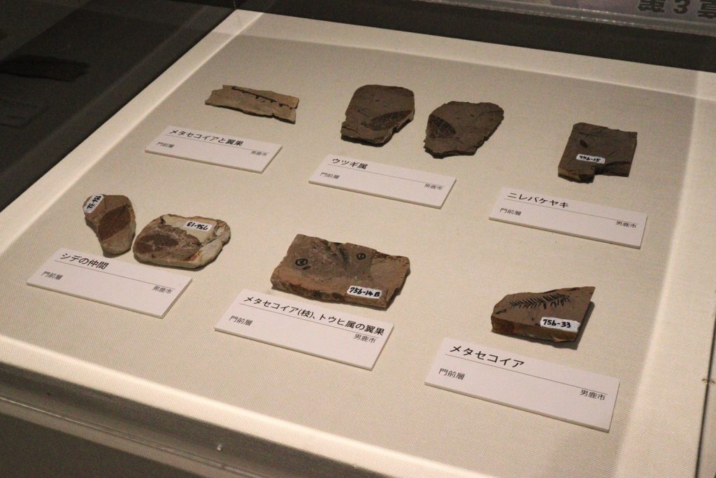写真:展示風景 企画展 秋田の大地と成り立ち