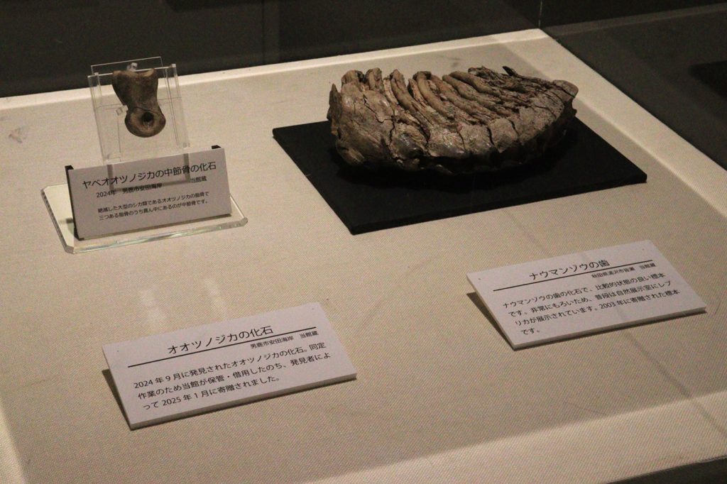 写真:展示風景 企画展 秋田の大地と成り立ち