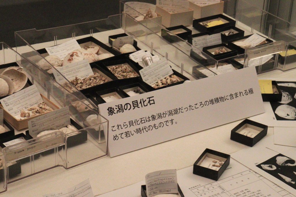 写真:展示風景 企画展 秋田の大地と成り立ち