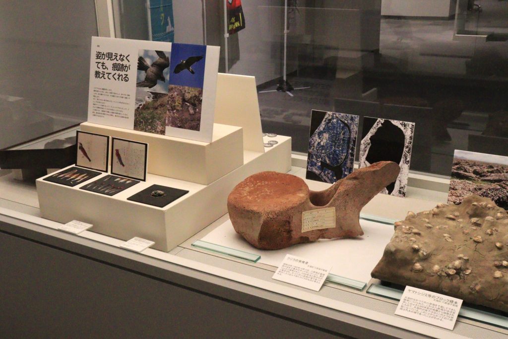 写真:展示風景 企画展 秋田の大地と成り立ち