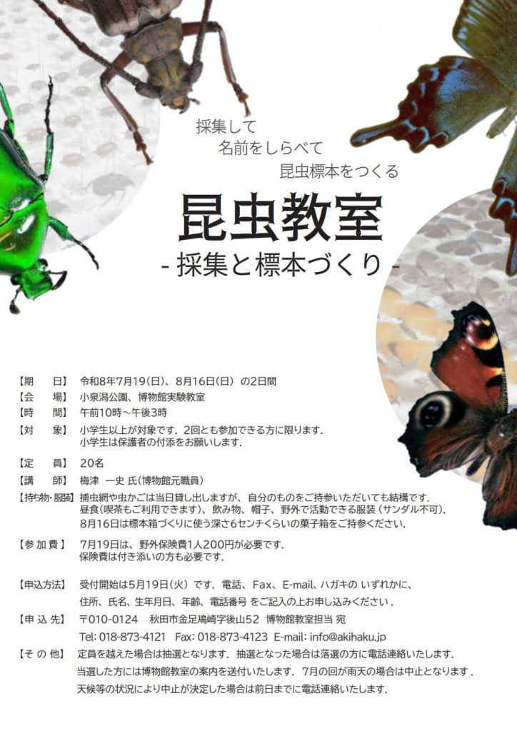 イラスト:2026年度博物館教室:昆虫教室