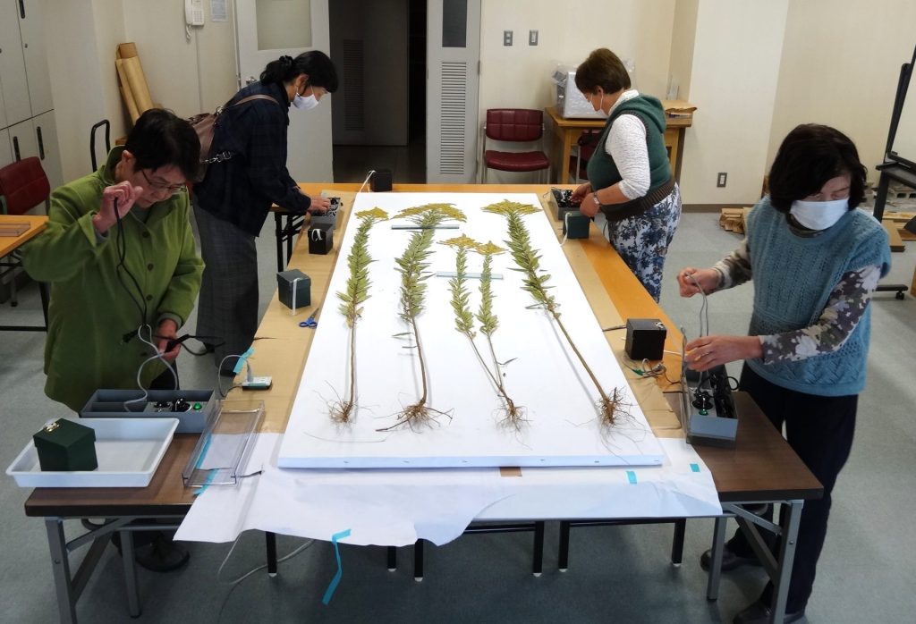 写真：友の会　植物標本整理ボランティア