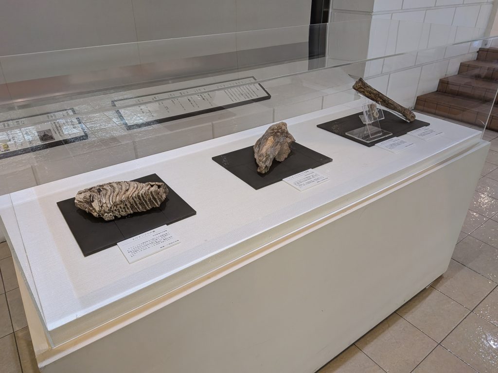 写真：展示風景　特別展　わけあって絶滅しました。展　ロビー展示