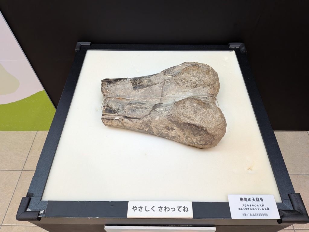 写真：展示風景　特別展　わけあって絶滅しました。展　ロビー展示